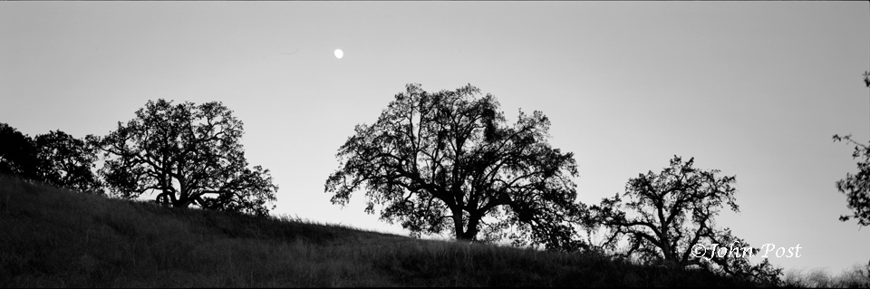 Moonrise Trees Silhouette Paso Robles Hillside Black and White